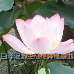 河北荷花苗優(yōu)惠出售——品質(zhì)優(yōu)良，價格親民