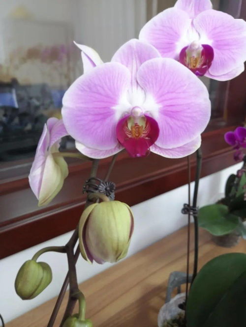 和潤農(nóng)業(yè) 精品花卉與蔬菜火熱上市，點(diǎn)亮您的生活與餐桌