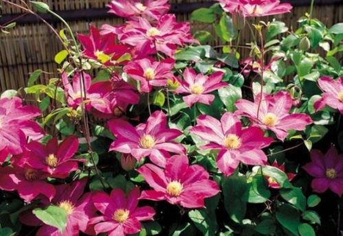 新手養(yǎng)花選它！花中精品輕松爬滿墻，花朵大又美，還能當(dāng)蔬菜吃